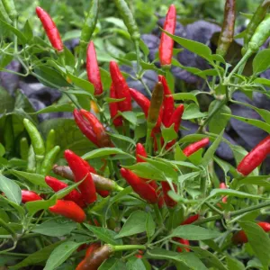 Birds Eye Chili Pepper (85 Days)