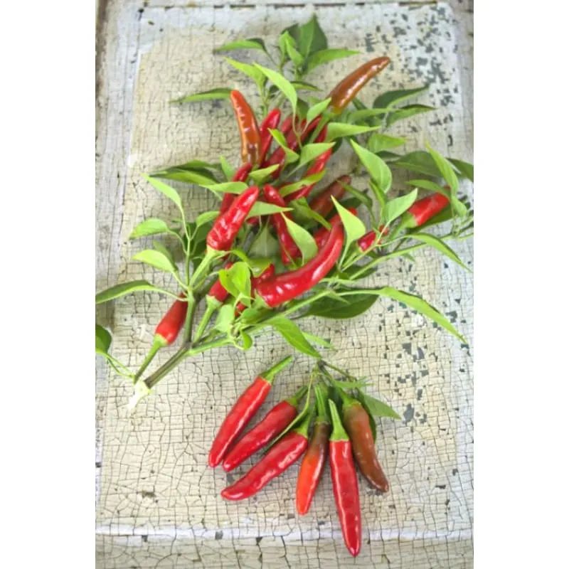 Birds Eye Chili Pepper (85 Days)