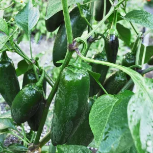 Early Jalapeño Pepper (Organic Heirloom 66 Days)