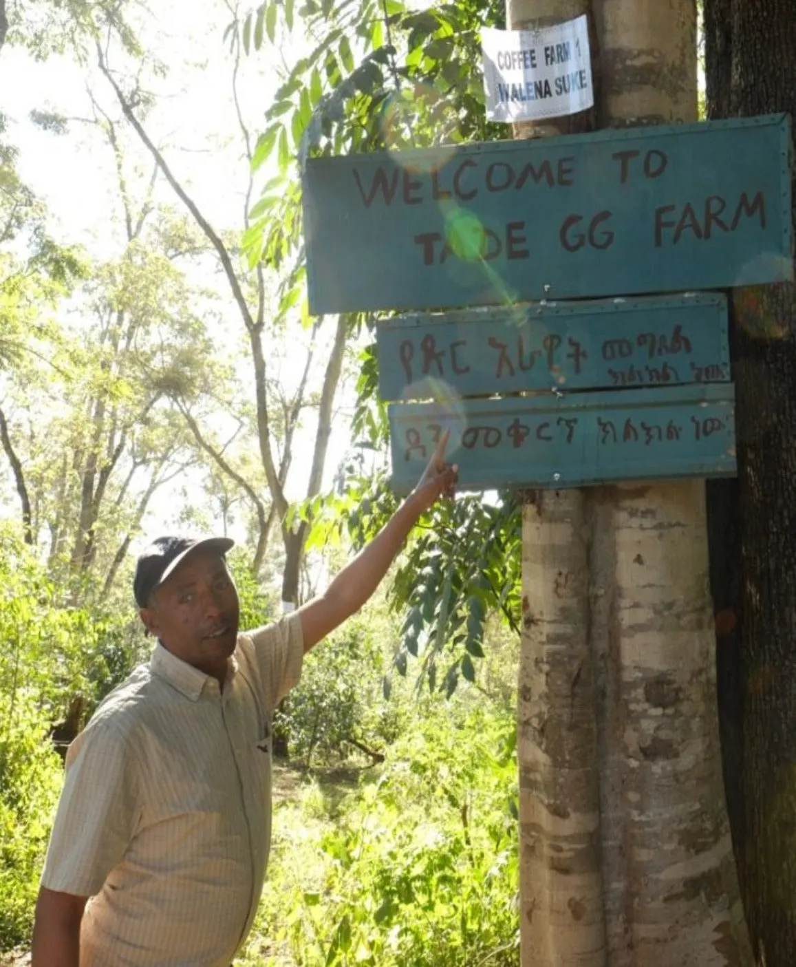 Ethiopia Tade GG Washed      Filter