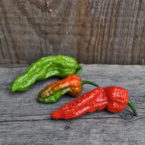 Ghost Pepper - Bhut Jolokia (100-120 Days)