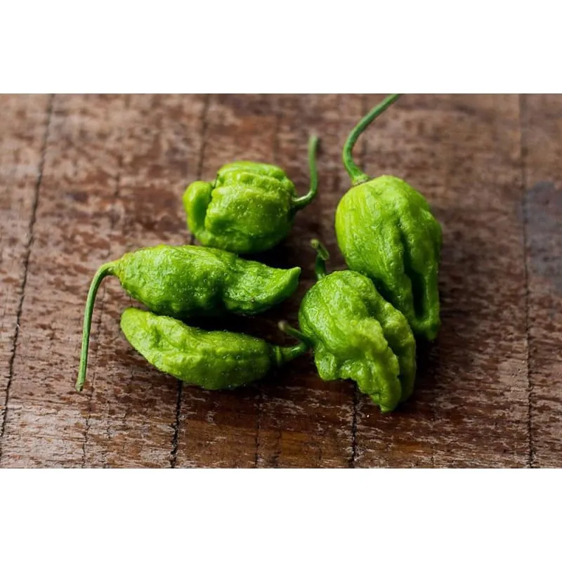 Ghost Pepper - Bhut Jolokia (100-120 Days)