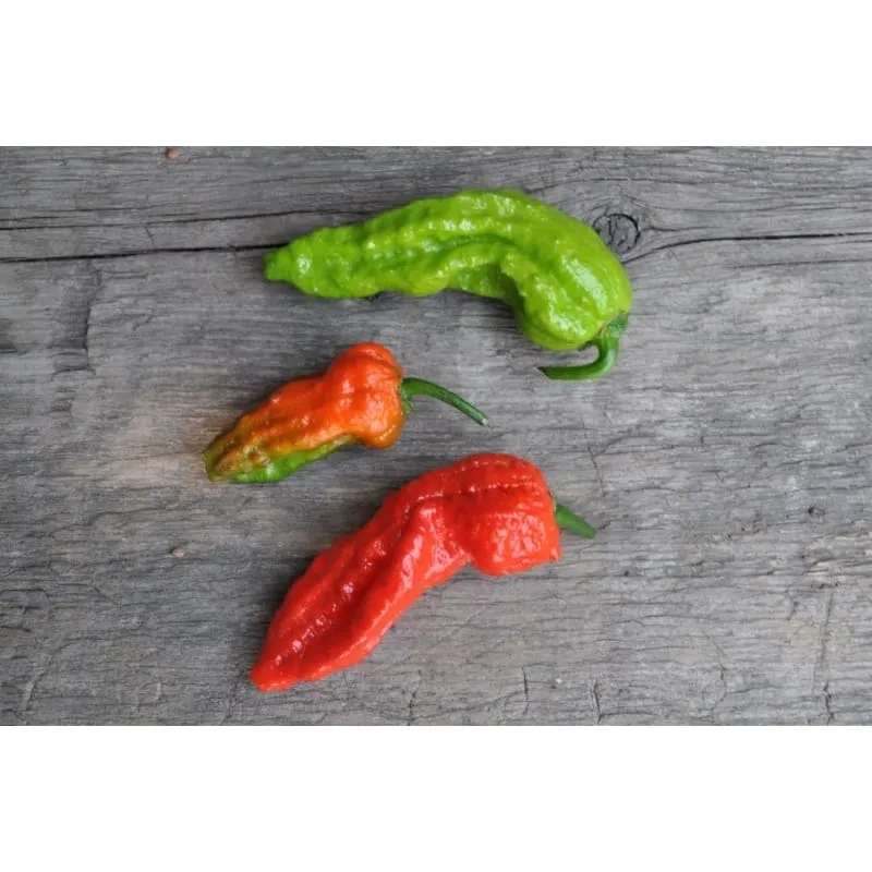 Ghost Pepper - Bhut Jolokia (100-120 Days)