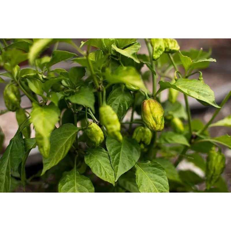 Ghost Pepper - Bhut Jolokia (100-120 Days)