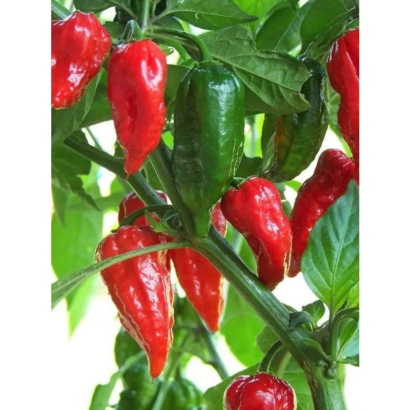 Ghost Pepper - Bhut Jolokia (100-120 Days)