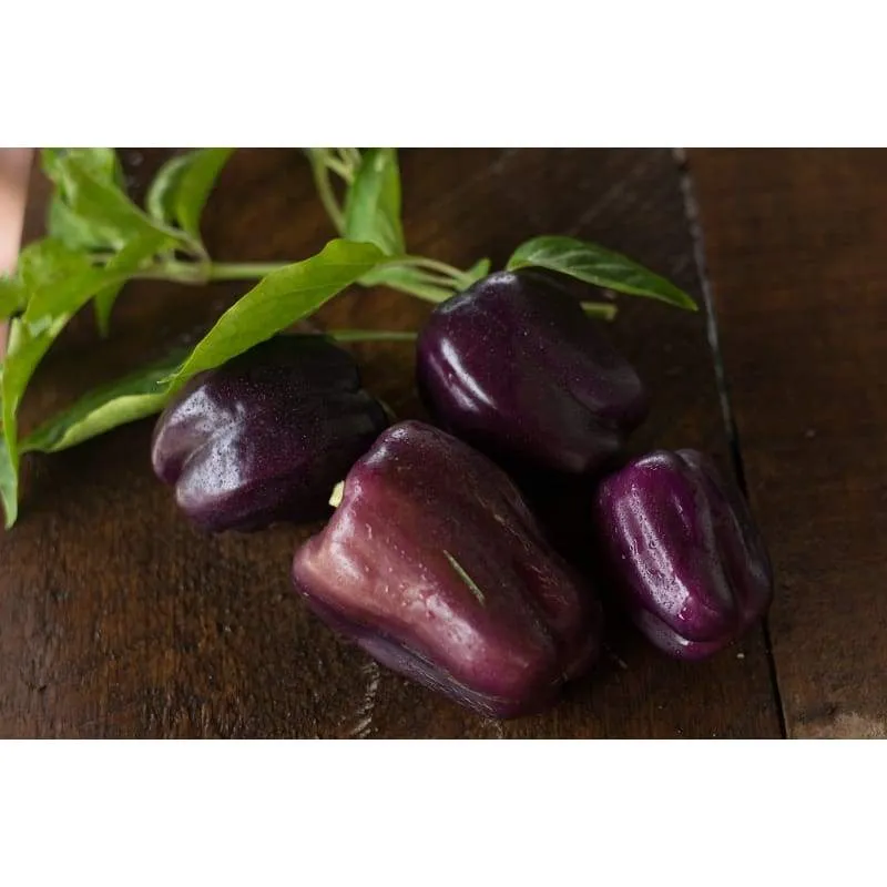 Lilac Bell Pepper (70 Days)