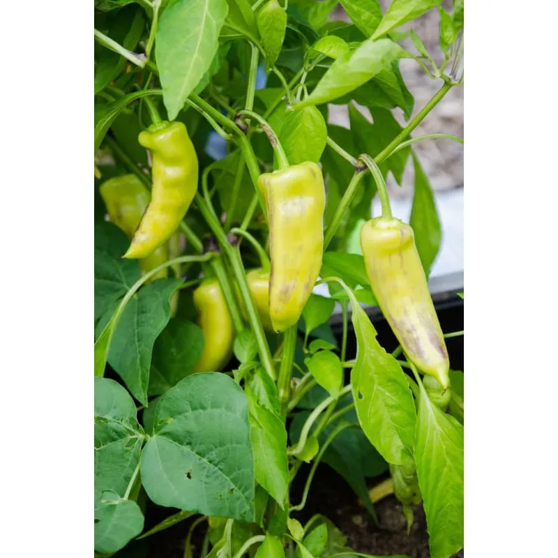Sweet Banana Pepper (Heirloom 72 Days)